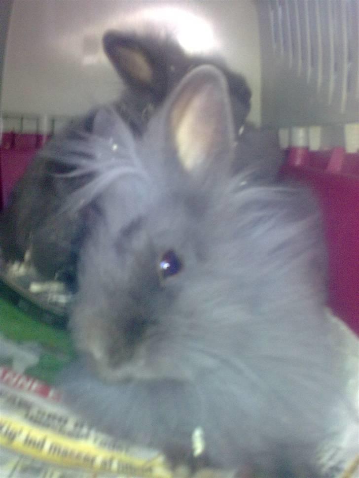 Kanin Minnie  /Ikke min Mere / billede 2