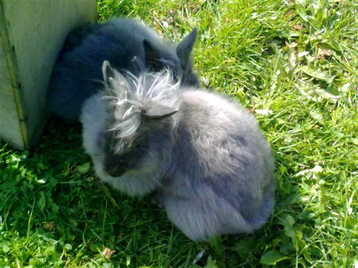 Kanin Minnie  /Ikke min Mere / billede 3