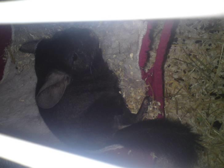 Chinchilla Gerdrup's lillepige <3 billede 10