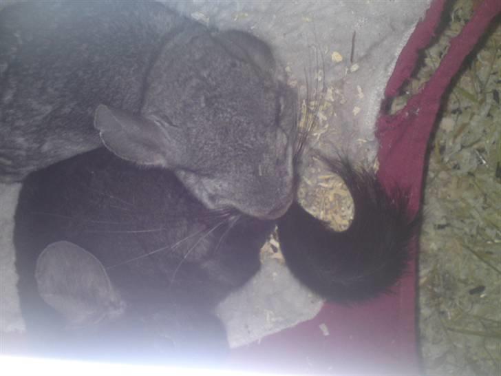 Chinchilla Gerdrup's lillepige <3 billede 11