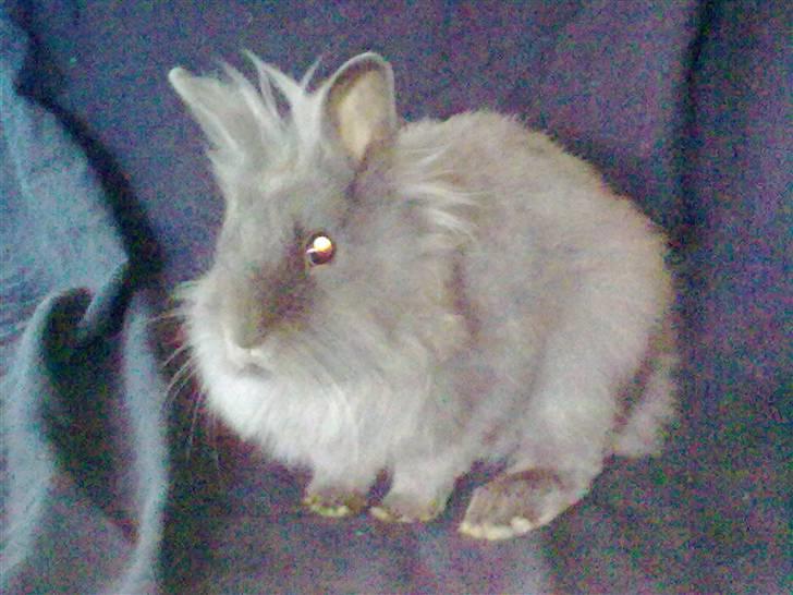 Kanin Minnie  /Ikke min Mere / billede 4