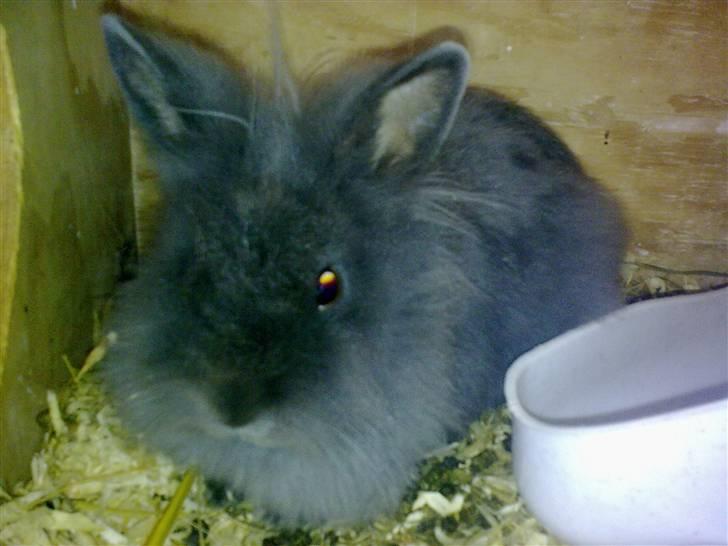 Kanin Minnie  /Ikke min Mere / - Der kommer flere billleder når jeg finder nogle eller få taget nogle :D  billede 5