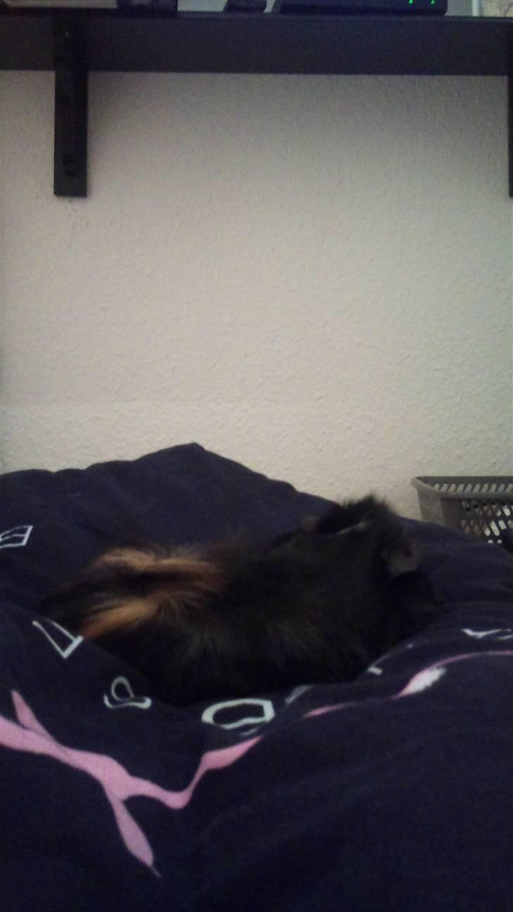 Marsvin laffe billede 2