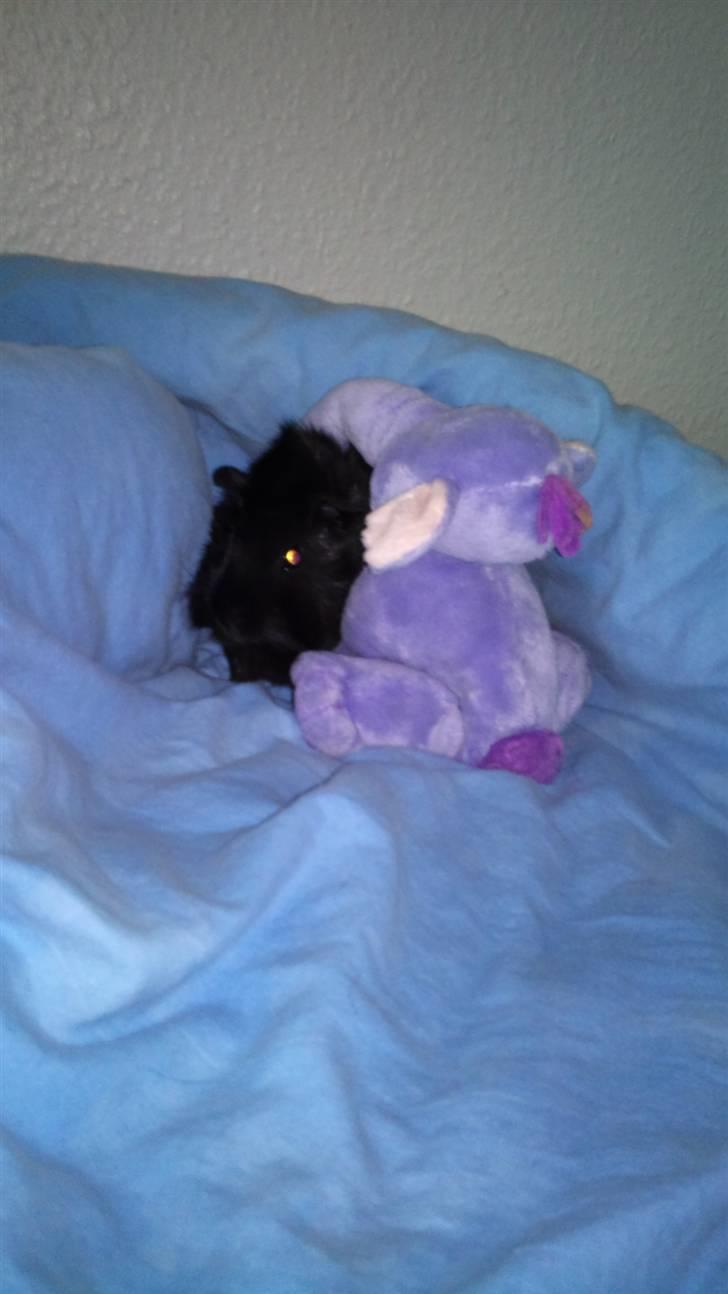 Marsvin laffe billede 3