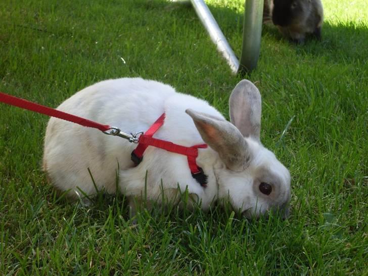 Kanin Guffe <3  † billede 1