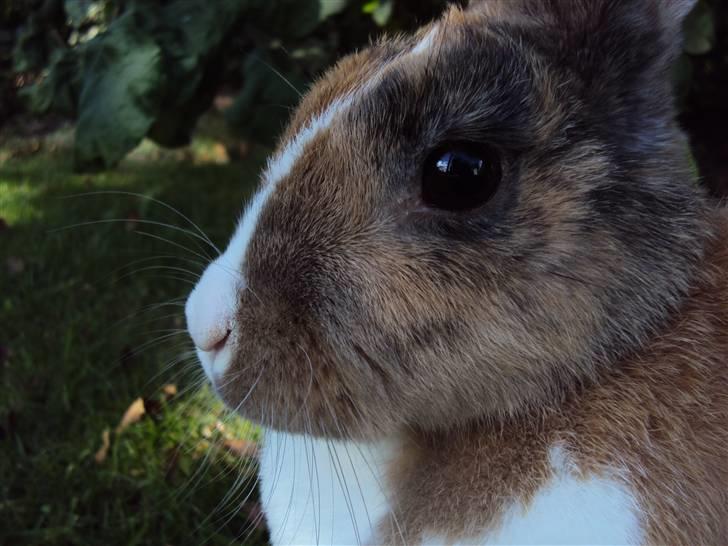 Kanin Bambi (Bambino)  billede 1