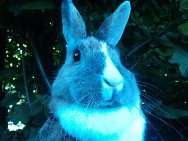 Kanin Bambi (Bambino)  billede 4