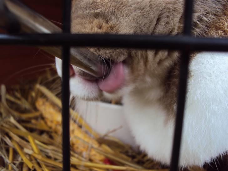 Kanin Bambi (Bambino)  billede 6