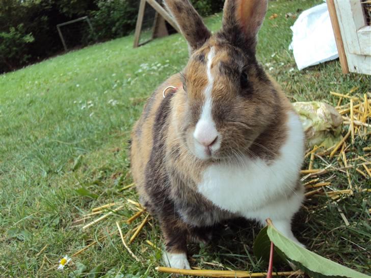 Kanin Bambi (Bambino)  billede 7