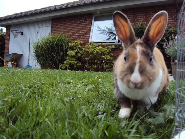 Kanin Bambi (Bambino)  billede 8