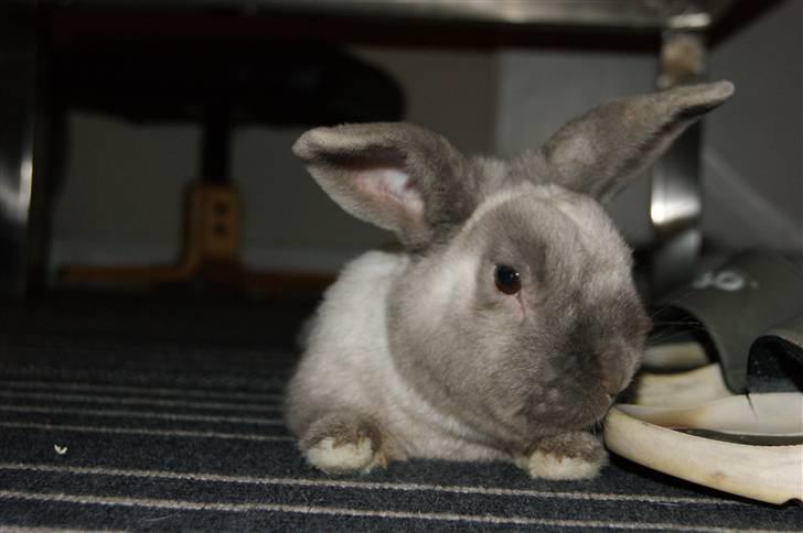 Kanin Guffe <3  † billede 2