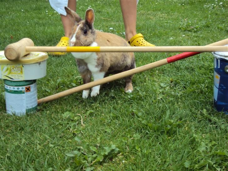 Kanin Bambi (Bambino)  billede 9