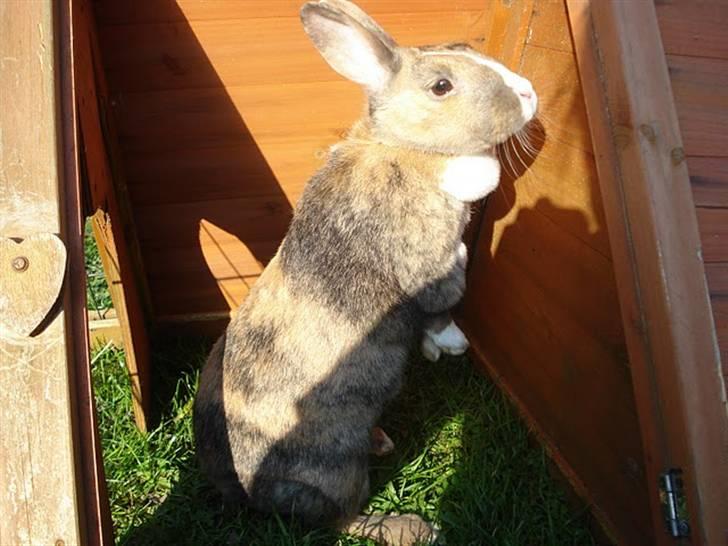 Kanin Bambi (Bambino)  billede 10