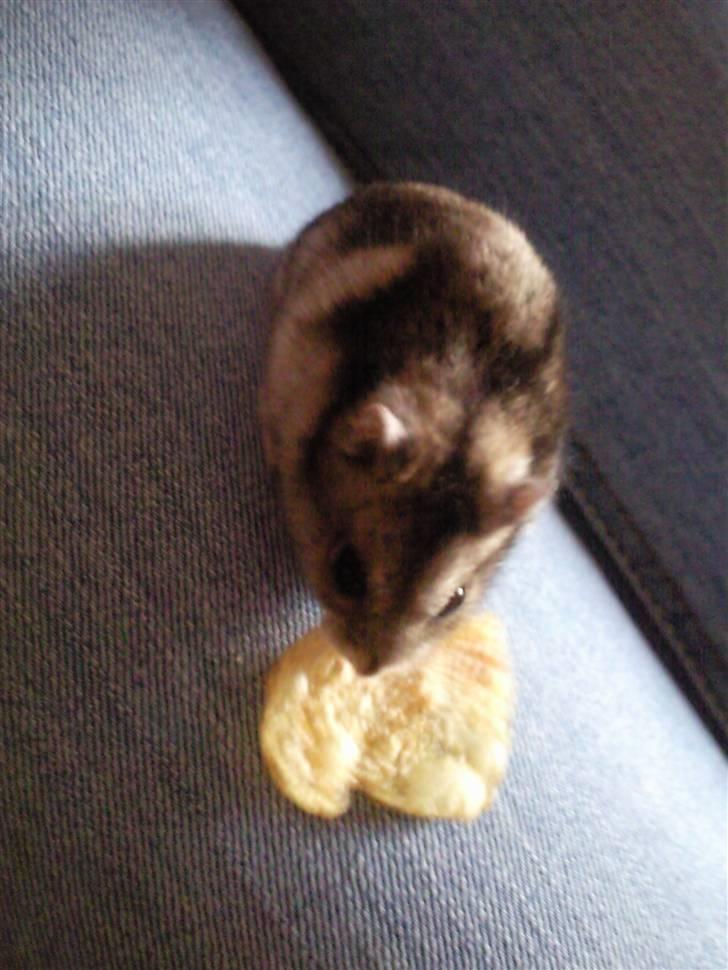 Dværghamster Baby - Hmmm... :) billede 1