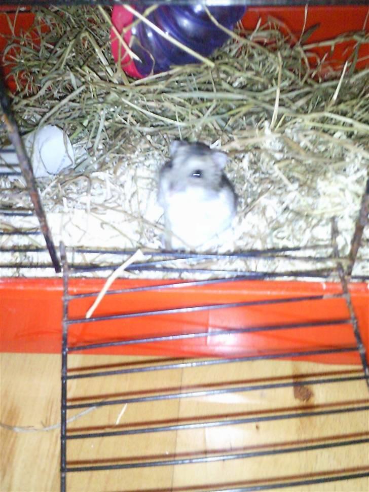 Dværghamster Baby - Lille baby på vej ud af sit bur. billede 2