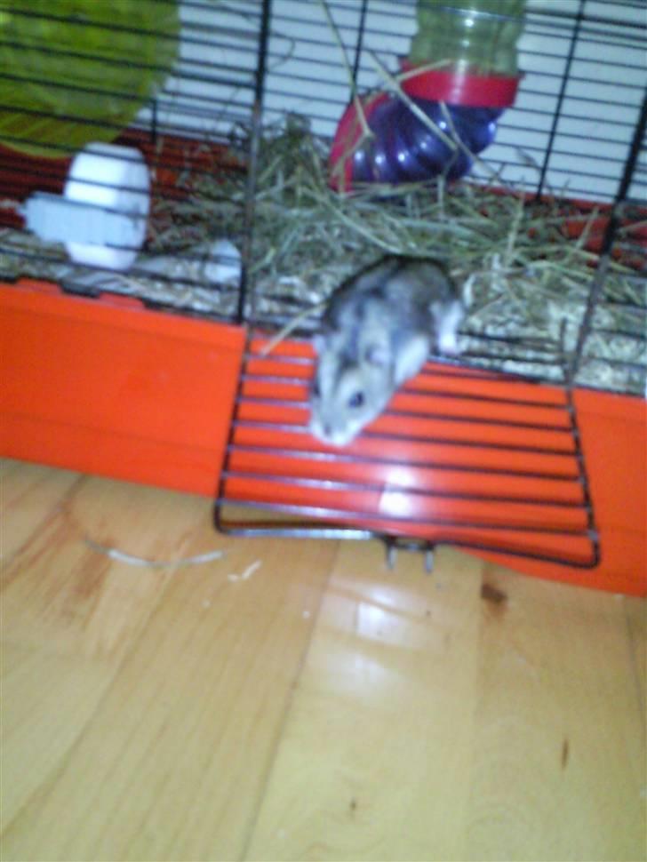 Dværghamster Baby billede 3