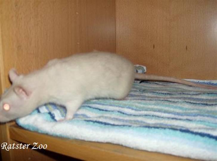 Tamrotte Zoe*RIP* billede 1