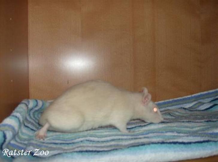 Tamrotte Zoe*RIP* billede 2