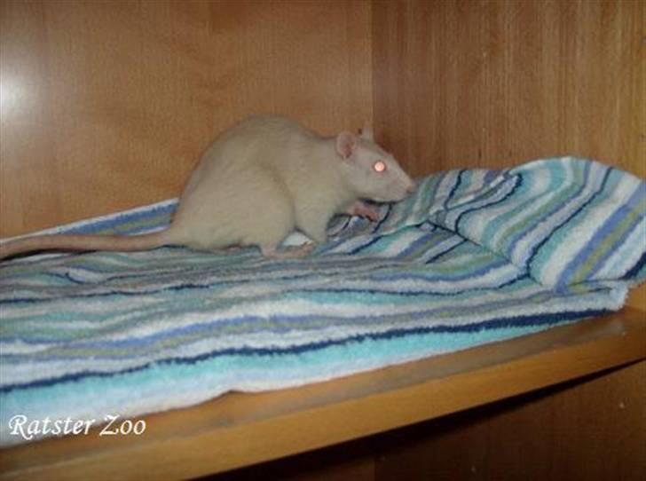 Tamrotte Zoe*RIP* billede 3