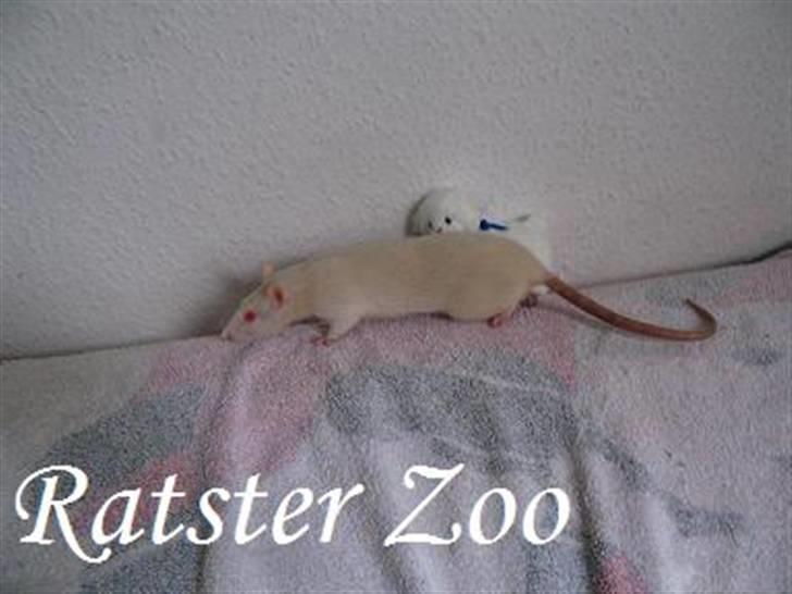 Tamrotte Zoe*RIP* billede 4