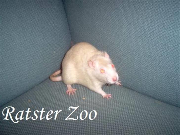 Tamrotte Zoe*RIP* billede 5