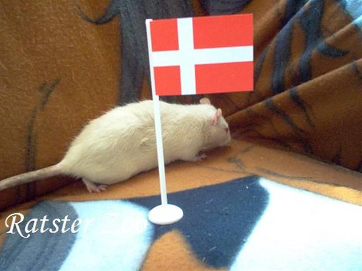 Tamrotte Zoe*RIP* billede 6