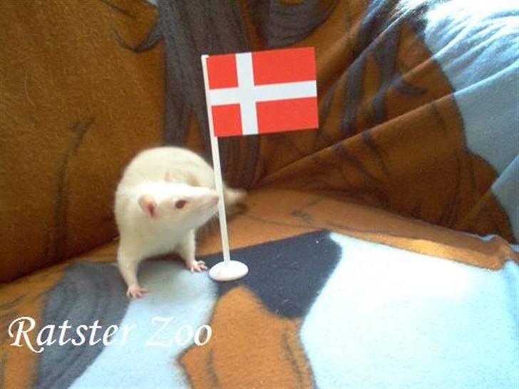 Tamrotte Zoe*RIP* billede 7