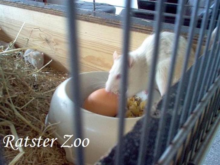 Tamrotte Zoe*RIP* billede 8