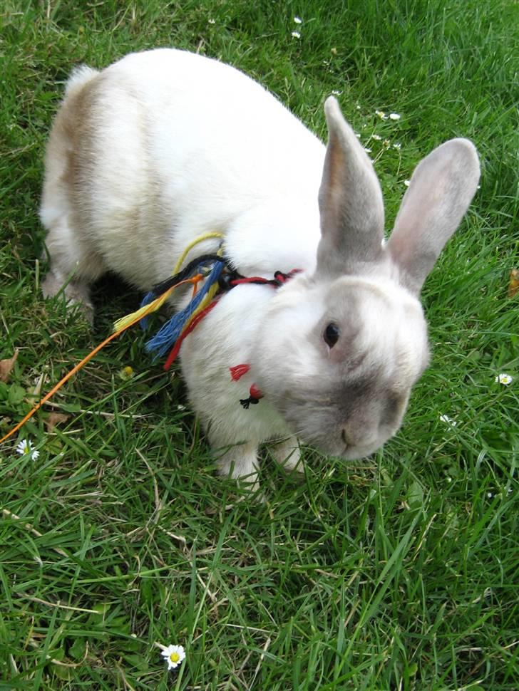 Kanin Guffe <3  † billede 3