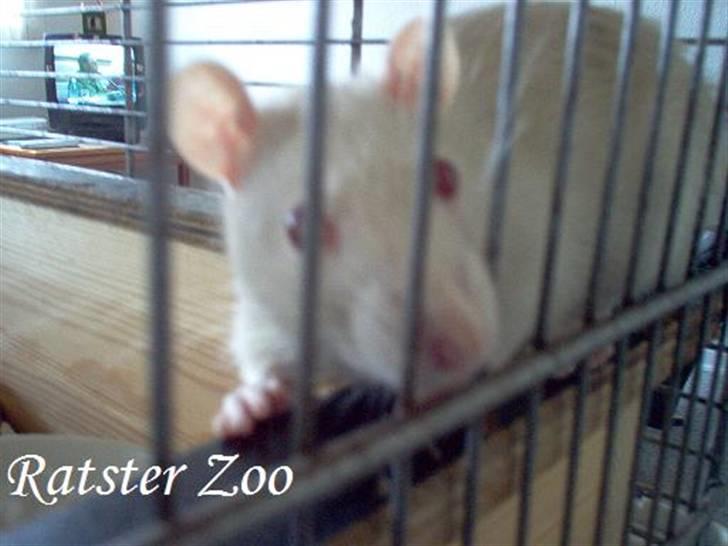 Tamrotte Zoe*RIP* billede 9