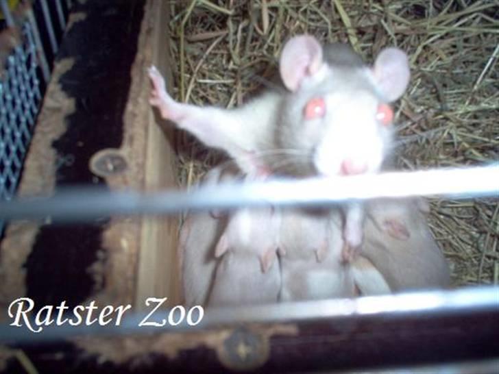 Tamrotte Zoe*RIP* billede 10