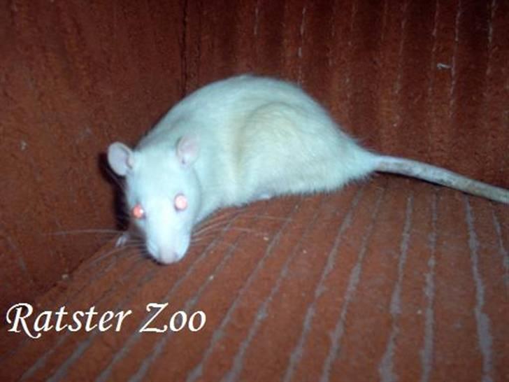 Tamrotte Zoe*RIP* billede 11