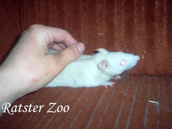 Tamrotte Zoe*RIP* billede 12