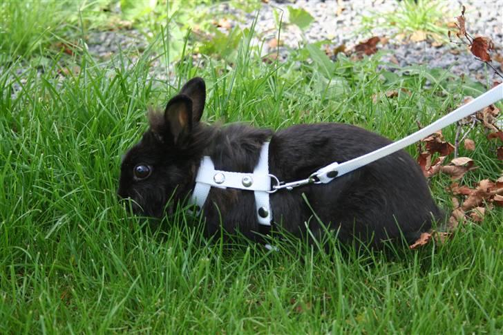 Kanin Jenny †R.I.P 26.6.'10†  - Jenny ude på tur (: billede 1