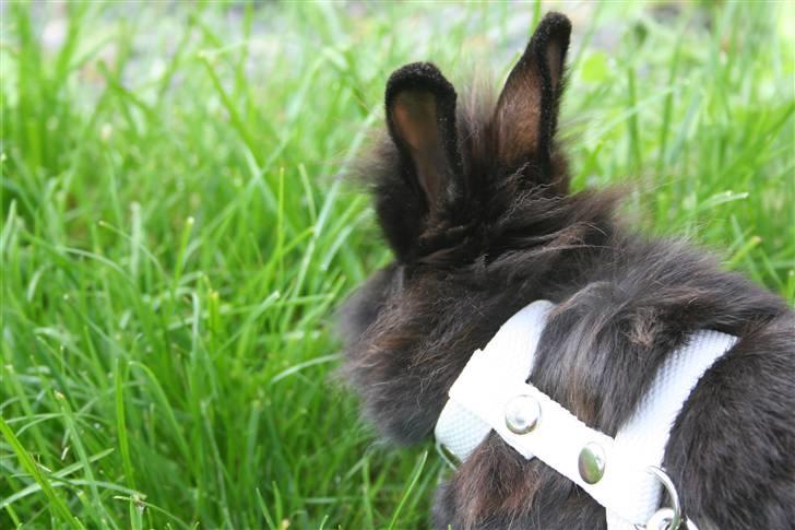 Kanin Jenny †R.I.P 26.6.'10†  billede 2