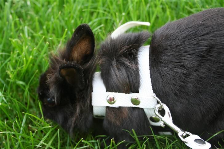 Kanin Jenny †R.I.P 26.6.'10†  billede 3