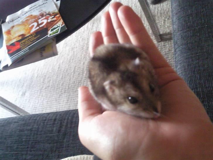 Dværghamster Baby billede 4