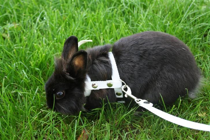 Kanin Jenny †R.I.P 26.6.'10†  billede 4