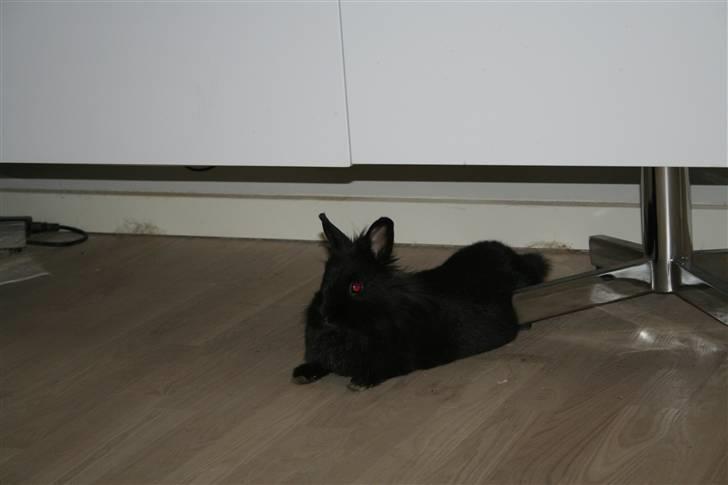 Kanin Jenny †R.I.P 26.6.'10†  billede 5