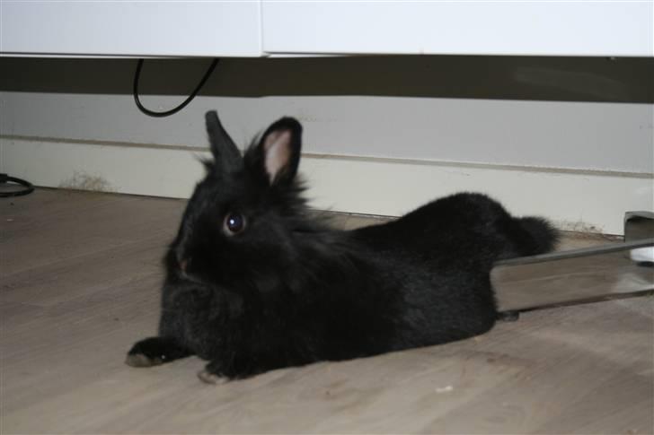 Kanin Jenny †R.I.P 26.6.'10†  billede 6