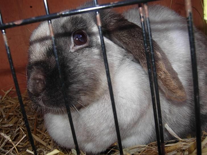 Kanin Venus<3 - velkommen til venus´s profil håber i vil nyde hendes billeder :) billede 1