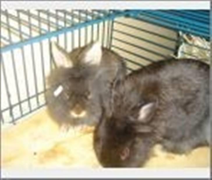 Kanin Jenny †R.I.P 26.6.'10†  - Jenny lidt efter Charlie var ude for første gang (: billede 7