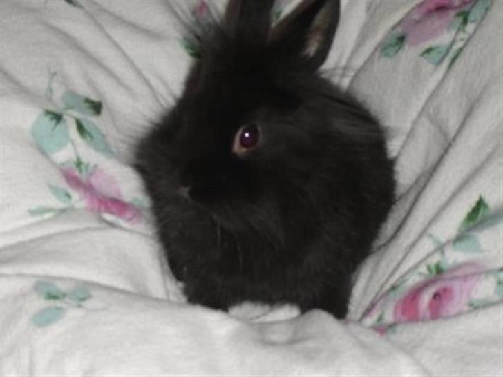 Kanin Jenny †R.I.P 26.6.'10†  - Jenny ca. 6 mdr. billede 8