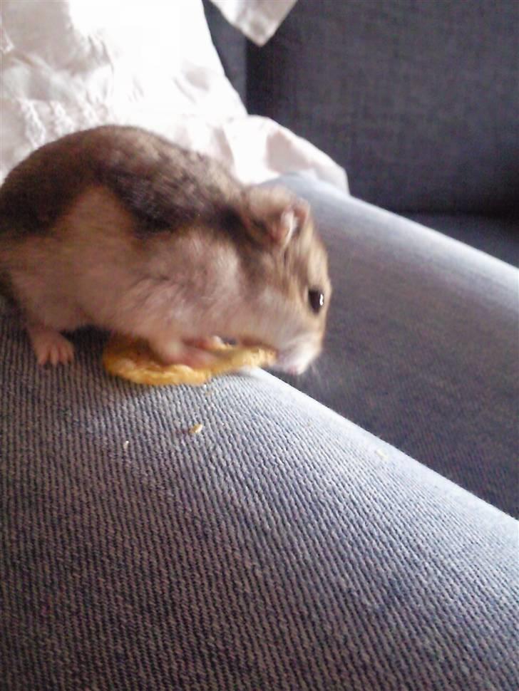 Dværghamster Baby billede 5