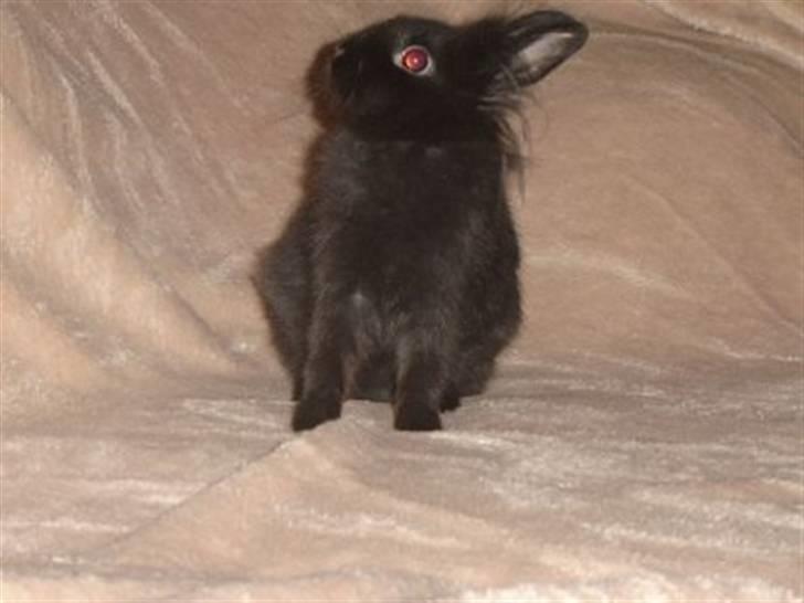 Kanin Jenny †R.I.P 26.6.'10†  - Jenny ca. 6 mdr billede 9