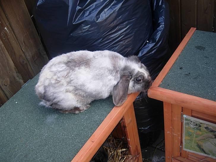 Kanin Venus<3 billede 2