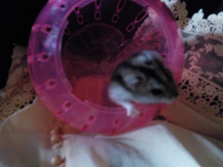 Dværghamster Baby - Baby i sin løbe bold . billede 6