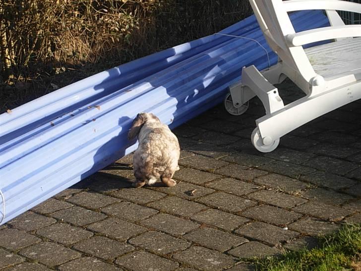 Kanin Venus<3 billede 3