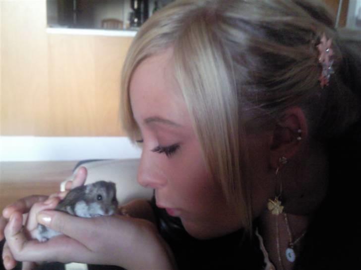 Dværghamster Baby billede 7