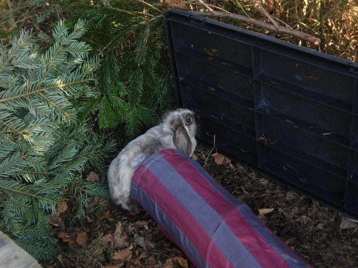 Kanin Venus<3 - hun prøver hvist at gemme sig ;)<3 billede 5